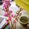 Cherry Blossoms