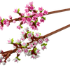 Cherry Blossoms